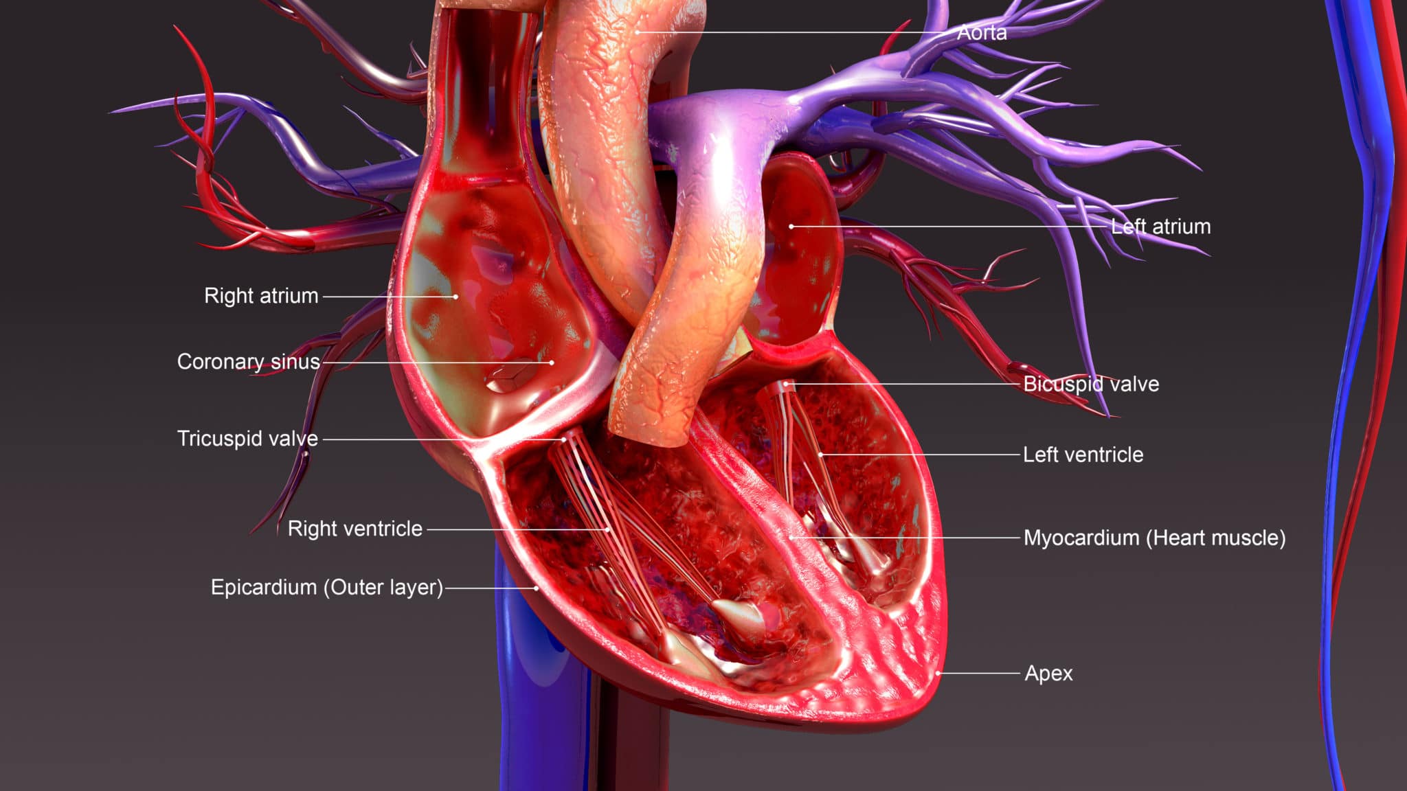 HYPOPLASTIC LEFT HEART SYNDROME (HLHS) & SSD