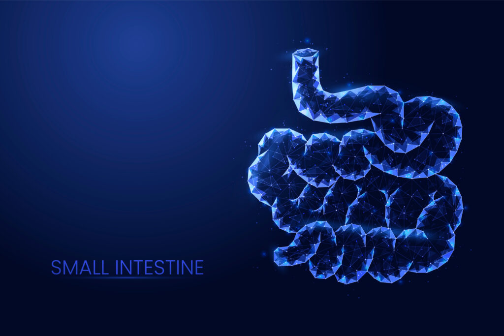 cancer of the small intestine,Human small intestine background vector. Futuristic abstract Low poly concept of medicine, digestive tract disease, innovative treatment. 3d abstract illustration. small intestine cancer